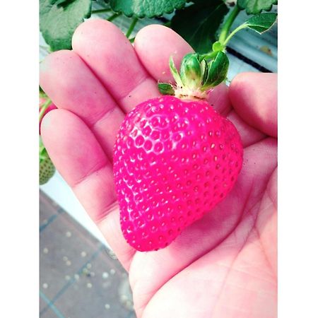 The Paradise Garden 사세보 외부 사진